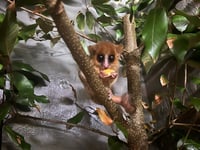 Shaldon is first UK zoo to house rare mouse lemur